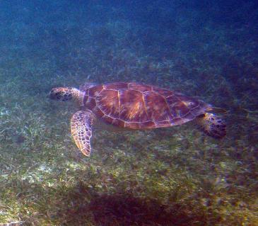 Green Turtle by Amy McColl