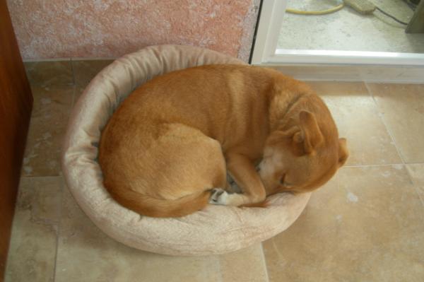 Barney in Frankie's Bed