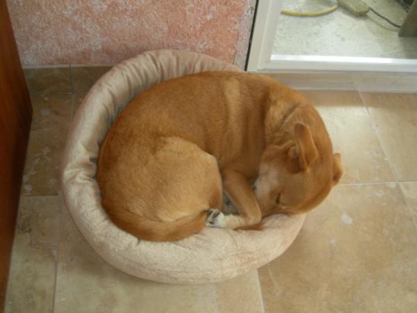 Barney in Frankie's Bed