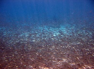 Large School of Small Fish