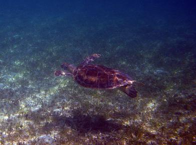 Green Turtle