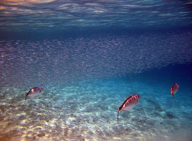 School of Small Fish