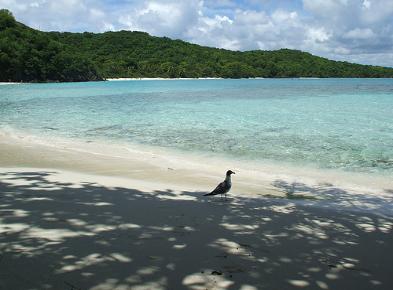 Laughing Gull at Maho